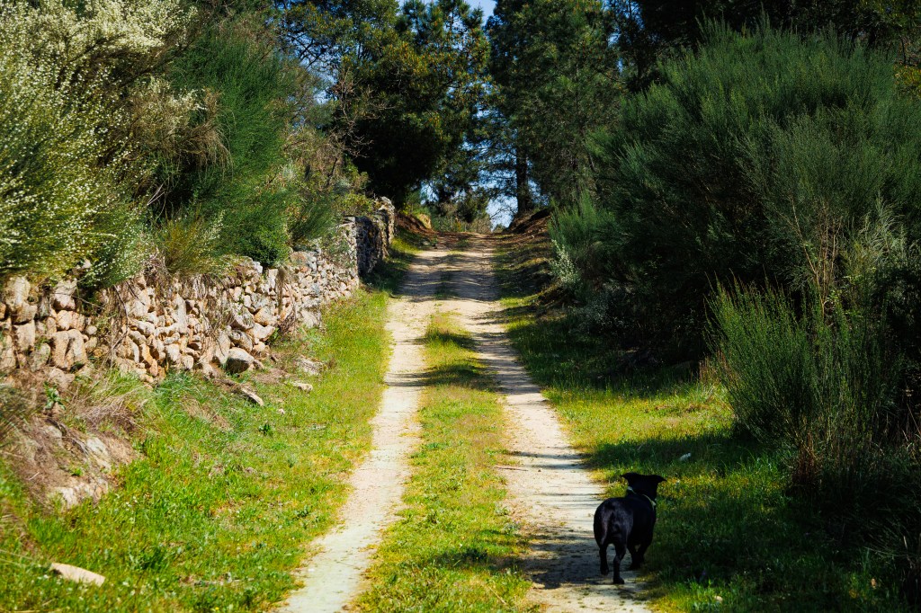 Dog running to find a path